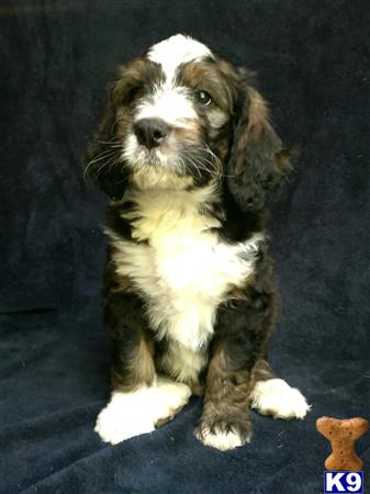 ThatLuckyDog Picture 2